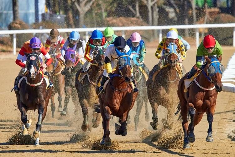 picture of horse racing in South Korea